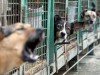 Femeia muşcată de câini a murit. Credeţi că ar trebui reluate discuţiile privind maidanezii din Bucureşti?